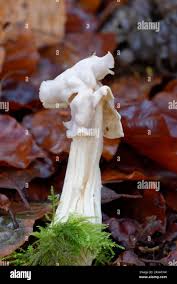 Attēlu rezultāti vaicājumam “Helvella crispa”