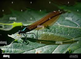 Attēlu rezultāti vaicājumam “Calopterygidae”