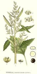 Attēlu rezultāti vaicājumam “Chenopodium album flower”