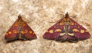 Attēlu rezultāti vaicājumam “Pyrausta aurata”