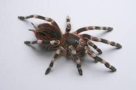 Znalezione obrazy dla zapytania geniculata