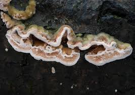 Attēlu rezultāti vaicājumam “Steccherinum bourdotii”