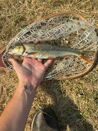 Image result for Ptychocheilus grandis