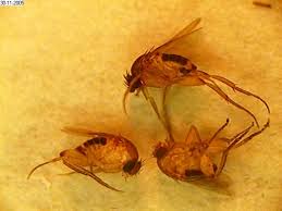 Attēlu rezultāti vaicājumam “Phoridae”