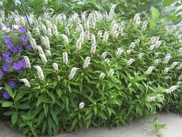 Attēlu rezultāti vaicājumam “Licea pygmaea sessile”