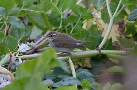 Image result for Phylloscopus borealis