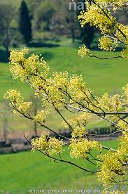 Attēlu rezultāti vaicājumam “Acer platanoides flower”