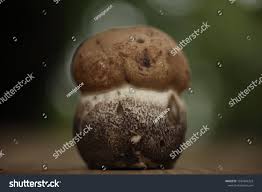 Attēlu rezultāti vaicājumam “Leccinum vulpinum”