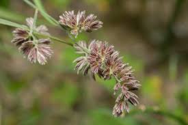 Attēlu rezultāti vaicājumam “Dactylis glomerata subsp. glomerata”