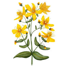 Image result for Hypericum perforatum