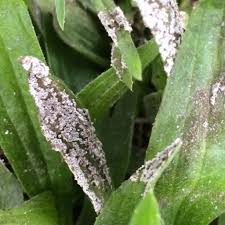 Attēlu rezultāti vaicājumam “Physarum cinereum spores”