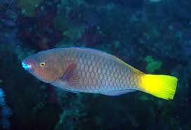 Image result for Scarus ferrugineus