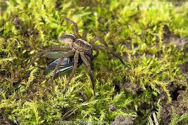 Attēlu rezultāti vaicājumam “Lycosidae”