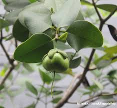Attēlu rezultāti vaicājumam “Listera ovata fruit”