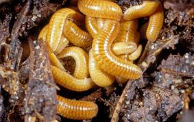 Attēlu rezultāti vaicājumam “Polyzonium germanicum”