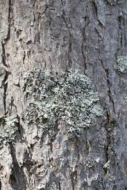 Attēlu rezultāti vaicājumam “Hypogymnia vittata”