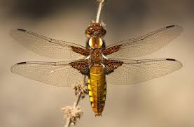 Attēlu rezultāti vaicājumam “Libellula depressa female”