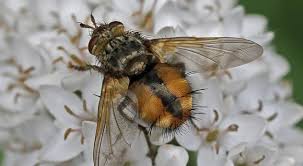 Attēlu rezultāti vaicājumam “Tachinidae”