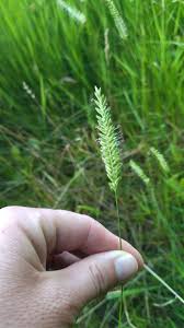 Attēlu rezultāti vaicājumam “Cynosurus cristatus”