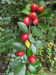 Attēlu rezultāti vaicājumam “Cotoneaster divaricatus”