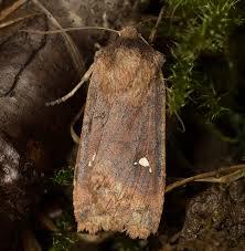 Attēlu rezultāti vaicājumam “Eupsilia transversa”