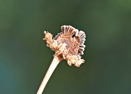 Attēlu rezultāti vaicājumam “Tripleurospermum inodorum”