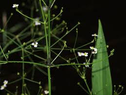 Attēlu rezultāti vaicājumam “Alisma lanceolatum leaf”