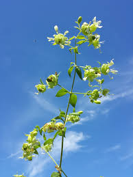 Attēlu rezultāti vaicājumam “Silene baccifera flower”