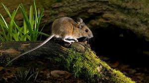 Attēlu rezultāti vaicājumam “Apodemus flavicollis”