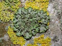 Attēlu rezultāti vaicājumam “Pleurosticta acetabulum”