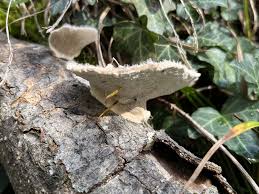 Attēlu rezultāti vaicājumam “Trametes hirsuta”