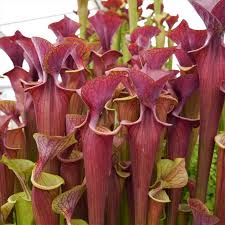 Attēlu rezultāti vaicājumam “Pertusaria flavida”