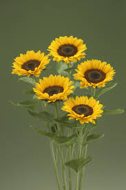 Attēlu rezultāti vaicājumam “Helianthus annuus”