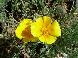 Attēlu rezultāti vaicājumam “Eschscholzia californica flower”