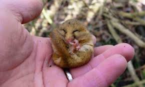 Attēlu rezultāti vaicājumam “Muscardinus avellanarius”