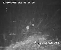 Image result for Cargreen Yacht Club Ltd