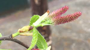 Attēlu rezultāti vaicājumam “Betula pubescens flower”