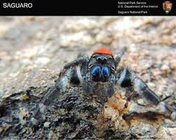 Attēlu rezultāti vaicājumam “Salticidae”