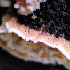 Attēlu rezultāti vaicājumam “Leucogyrophana mollusca”