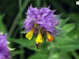 Attēlu rezultāti vaicājumam “Melampyrum nemorosum”