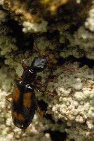 Attēlu rezultāti vaicājumam “Calodromius spilotus”