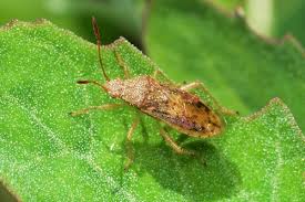 Attēlu rezultāti vaicājumam “Rhopalus maculatus”