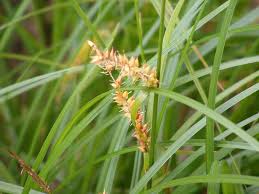 Attēlu rezultāti vaicājumam “Carex pseudocyperus fruit”