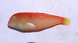 Image result for Xyrichtys novacula