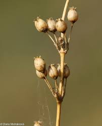 Attēlu rezultāti vaicājumam “Silene otites fruit”