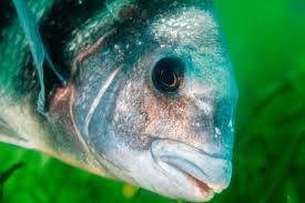 Image result for Archosargus probatocephalus