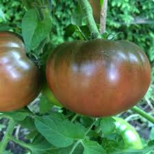 Afbeeldingsresultaat voor kosmonaut volkov 68D tomato