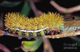 Attēlu rezultāti vaicājumam “Saturniidae”