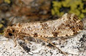 Attēlu rezultāti vaicājumam “Morophaga choragella”