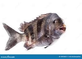 Image result for Archosargus probatocephalus